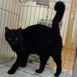 ミックス（黒）