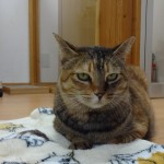 ミックス（キジトラ）