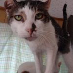 ミックス（キジ白）