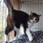 ミックス（キジ白）