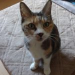 ミックス（三毛）