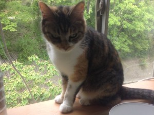 さんご《里子》