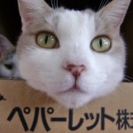 こはく《里子》