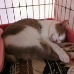 こはく《里子》