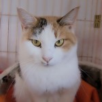 みやこ《里子》