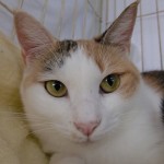 みやこ《里子》