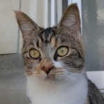 さんご《里子》