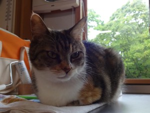 さんご《里子》