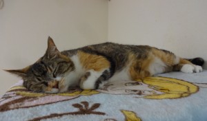 さんご《里子》