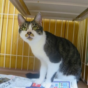 ジャスミン《里子》