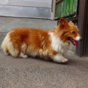 ベリー《他界》