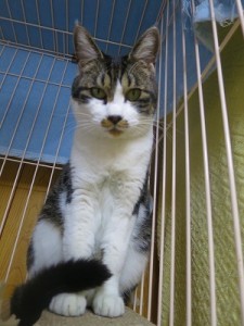 ジャスミン《里子》