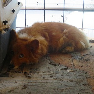 ベリー《他界》