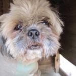 ラッキー（犬）《他界》