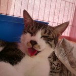 ジャスミン《里子》