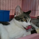 ジャスミン《里子》