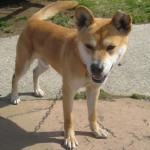 まさる《里子》