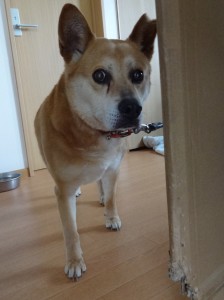 まさる《里子》