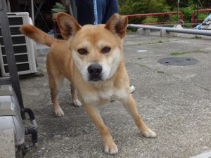 まさる《里子》