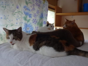 猫博の全にゃんこ達（みんニャ！）