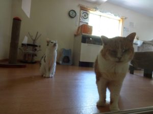 猫博の全にゃんこ達（みんニャ！）