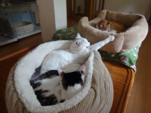 猫博の全にゃんこ達（みんニャ！）