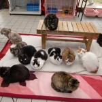 猫博の全にゃんこ達（みんニャ！）