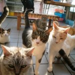 猫博の全にゃんこ達（みんニャ！）