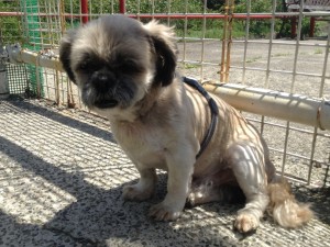 ラッキー（犬）《他界》