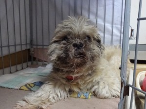 ラッキー（犬）《他界》