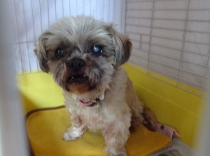 ラッキー（犬）《他界》