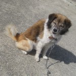 りゅう 《他界》