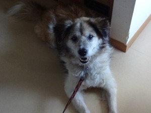 りゅう 《他界》