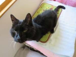 トマト《他界》