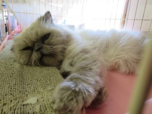 ポール《他界》