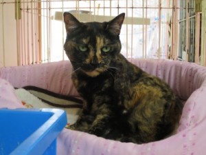 ウーロン《他界》