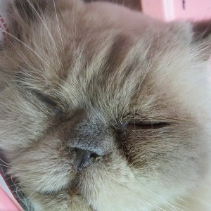 ポール《他界》