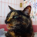 ウーロン《他界》