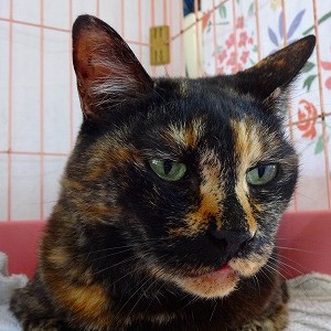 ウーロン《他界》