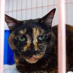 ウーロン《他界》