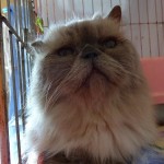 ポール《他界》