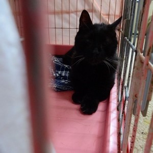 トマト《他界》