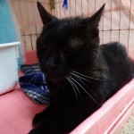 トマト《他界》