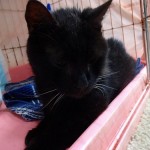 トマト《他界》