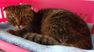 南（ナン）《他界》