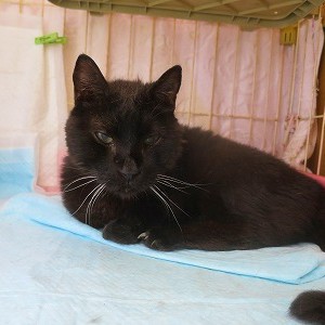 トマト《他界》