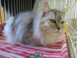 こがね《他界》