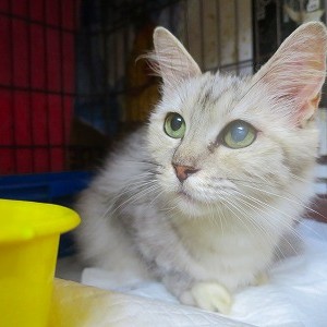 こがね《他界》