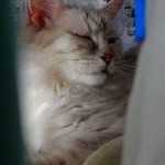 こがね《他界》