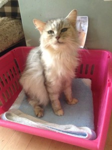 こがね《他界》